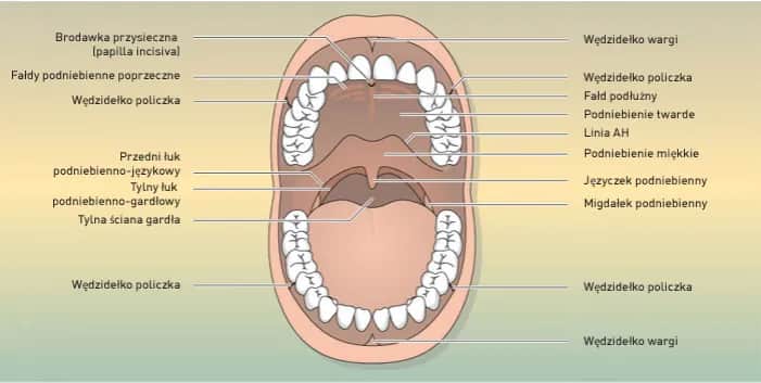 Twoja śluzówka jamy ustnej: Gdzie się znajduje i co mówi o zdrowiu?
